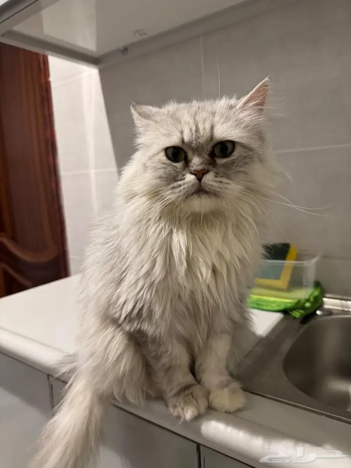 قطة شيرازي للتبني 0