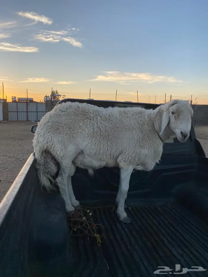 خميس مشيط شيق. 2