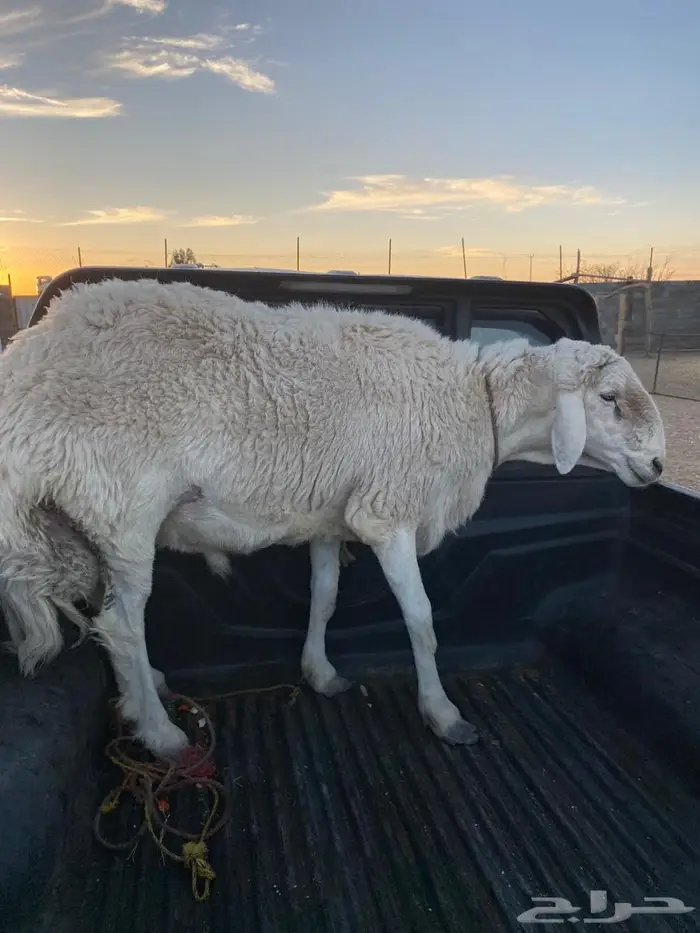 خميس مشيط شيق. 3