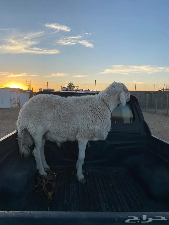 خميس مشيط شيق. 0