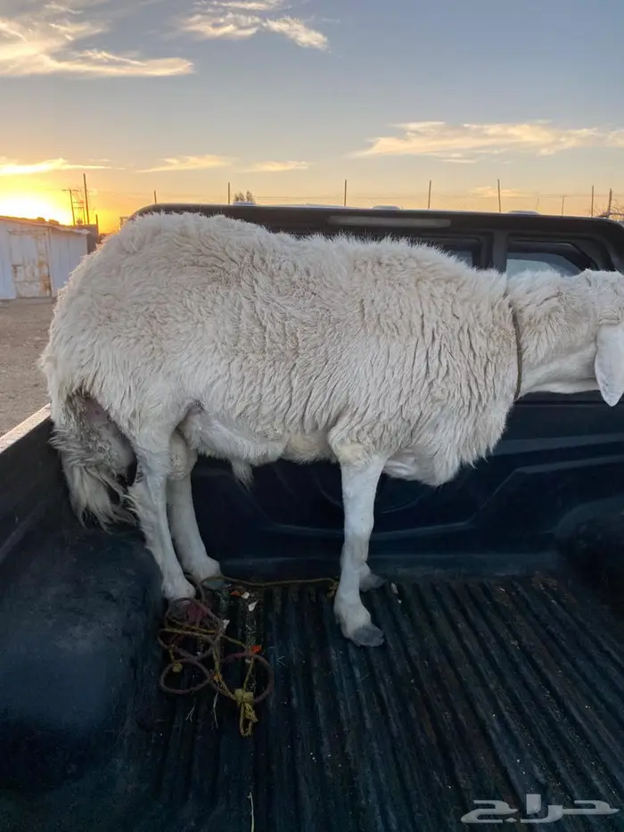 خميس مشيط شيق. 1