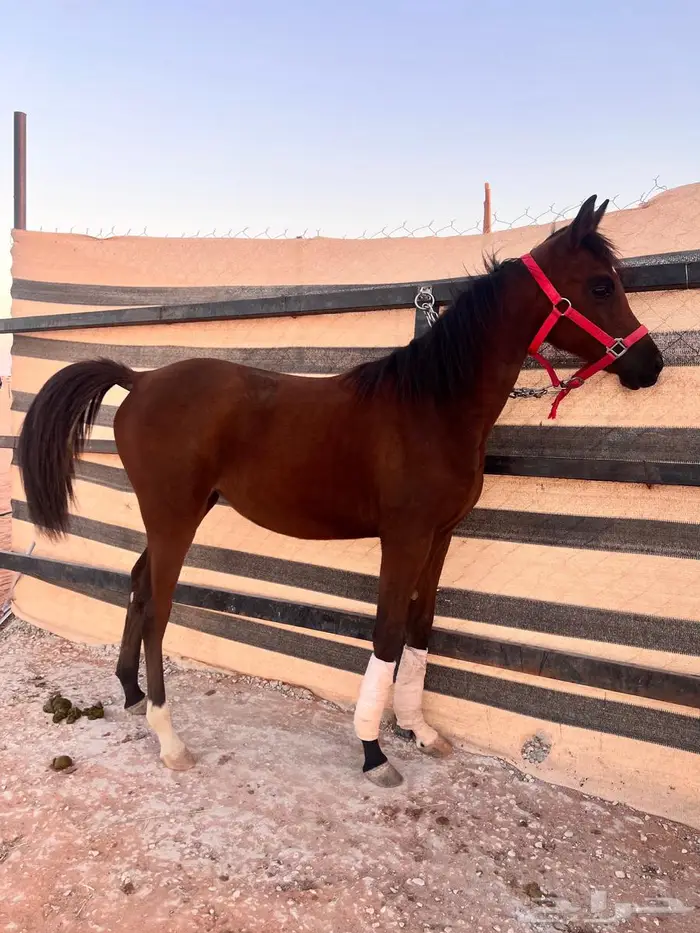 فرس مهره واهو بوراقها 0