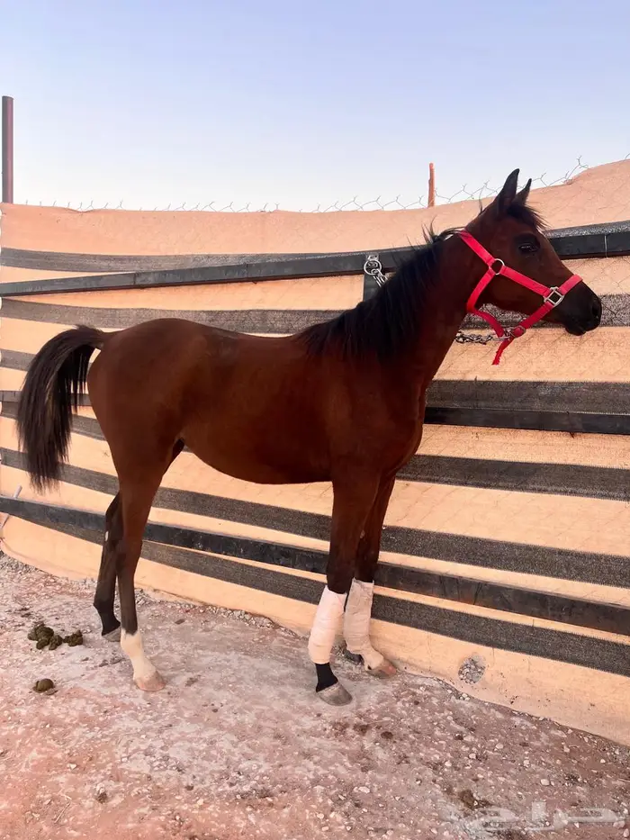 فرس مهره واهو بوراقها 1