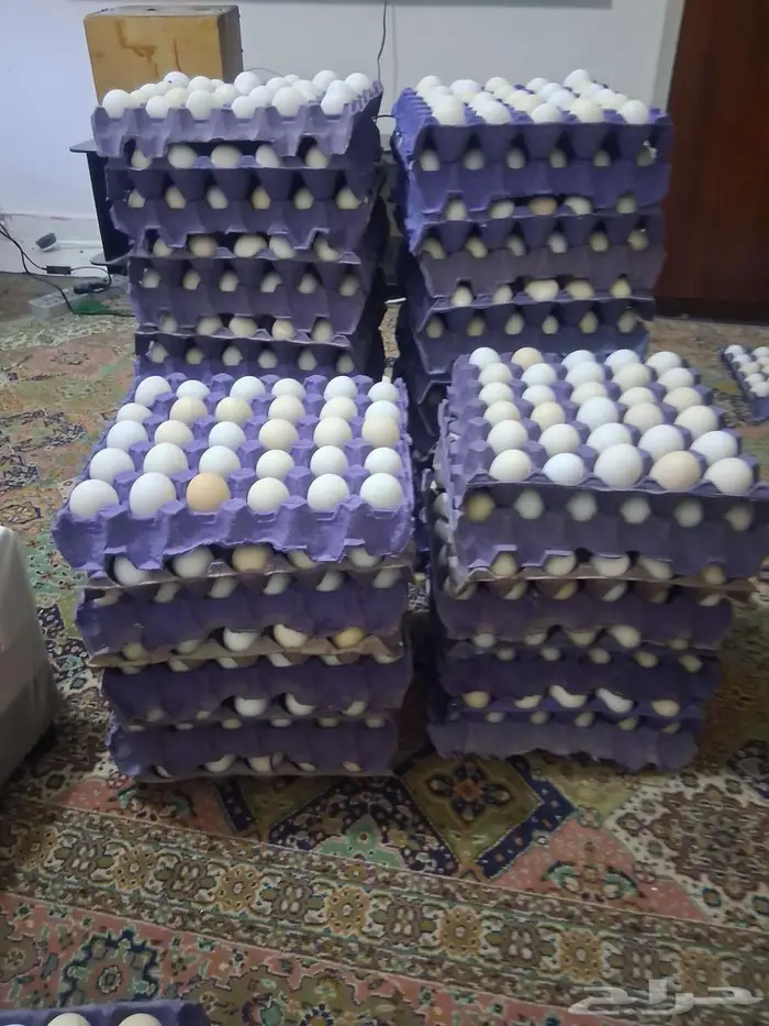 بيض بلدي يومي 20 طبق 2