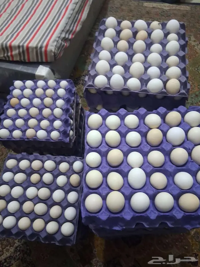 بيض بلدي يومي 20 طبق 3