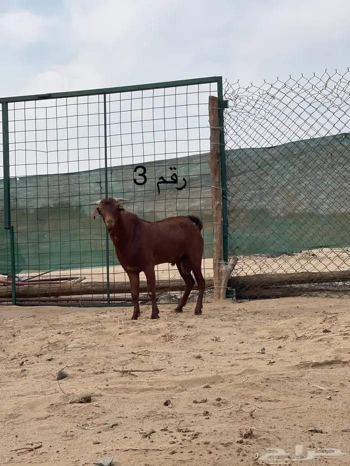 مشاريع فحول دهم فواخر اعمار 10 اشهر جاهزه للهداد 3