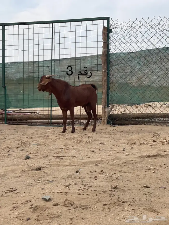 مشاريع فحول دهم فواخر اعمار 10 اشهر جاهزه للهداد 12