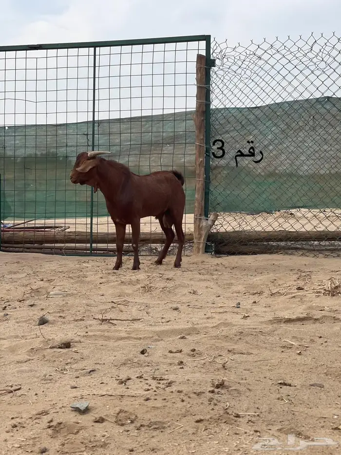 مشاريع فحول دهم فواخر اعمار 10 اشهر جاهزه للهداد 7