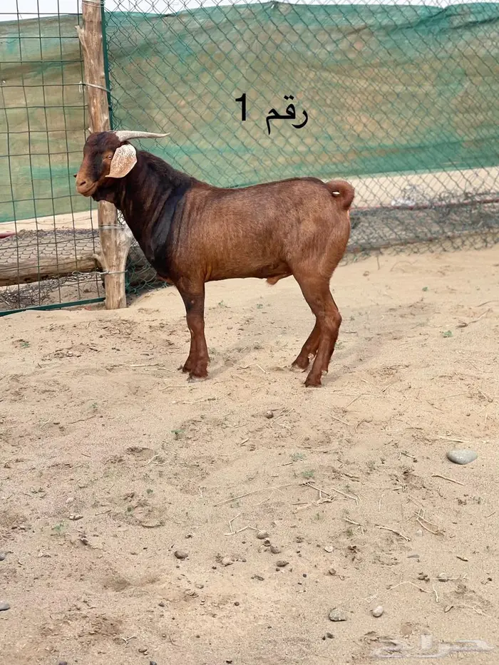 مشاريع فحول دهم فواخر اعمار 10 اشهر جاهزه للهداد 0