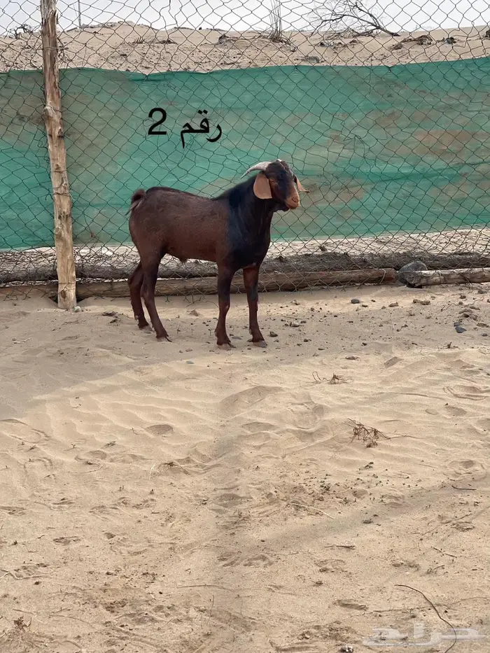 مشاريع فحول دهم فواخر اعمار 10 اشهر جاهزه للهداد 5