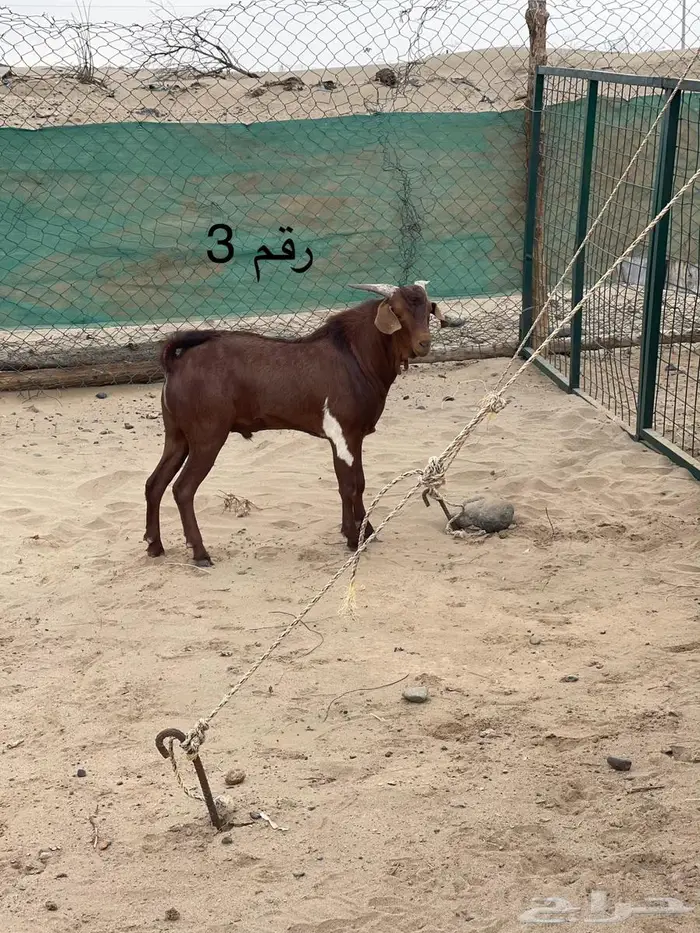 مشاريع فحول دهم فواخر اعمار 10 اشهر جاهزه للهداد 10