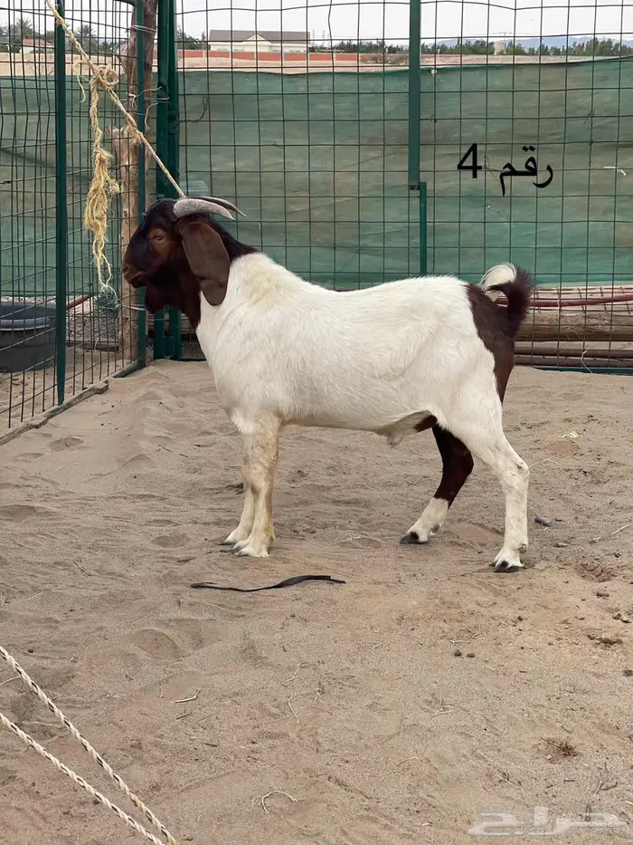 مشاريع فحول دهم فواخر اعمار 10 اشهر جاهزه للهداد 11