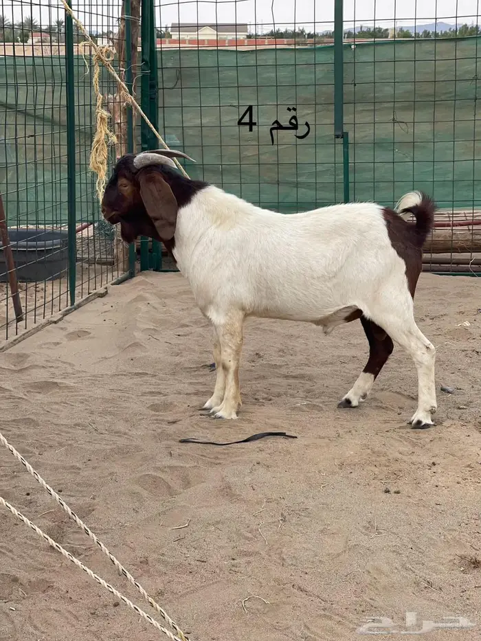 مشاريع فحول دهم فواخر اعمار 10 اشهر جاهزه للهداد 9