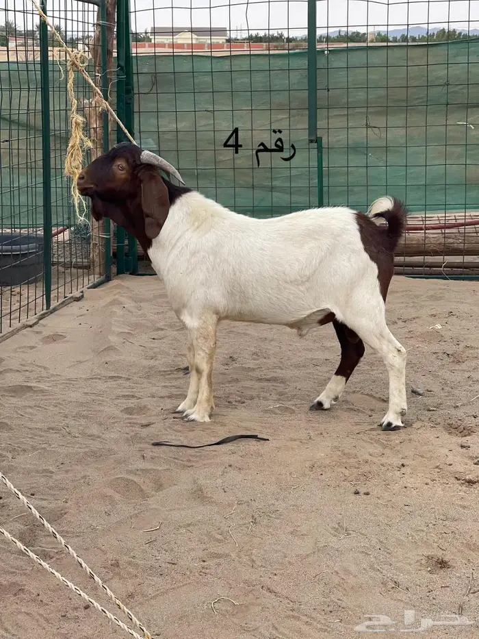 مشاريع فحول دهم فواخر اعمار 10 اشهر جاهزه للهداد 13