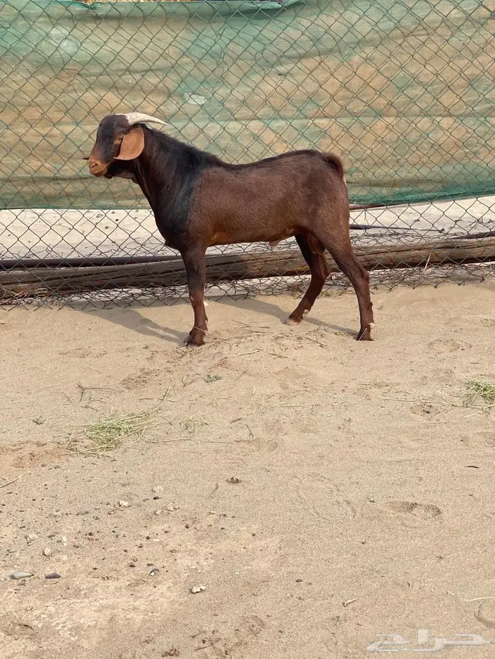 مشاريع فحول دهم فواخر اعمار 10 اشهر جاهزه للهداد 8