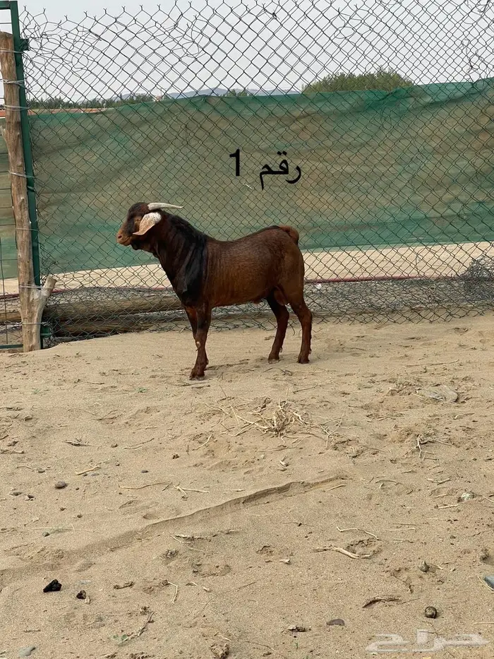 مشاريع فحول دهم فواخر اعمار 10 اشهر جاهزه للهداد 1