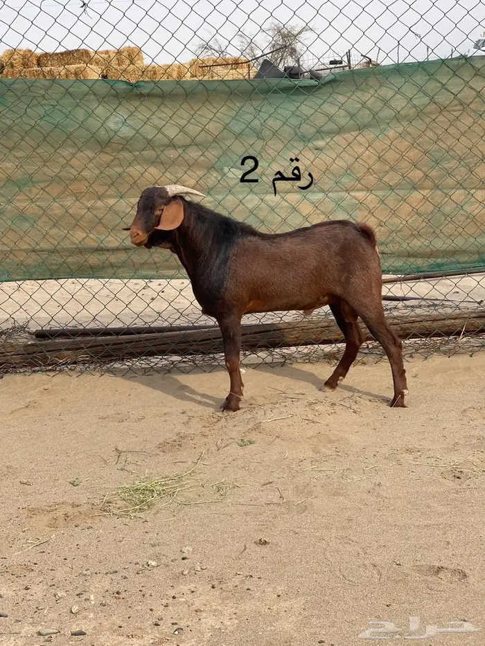 مشاريع فحول دهم فواخر اعمار 10 اشهر جاهزه للهداد 6