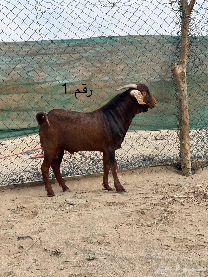 مشاريع فحول دهم فواخر اعمار 10 اشهر جاهزه للهداد 2