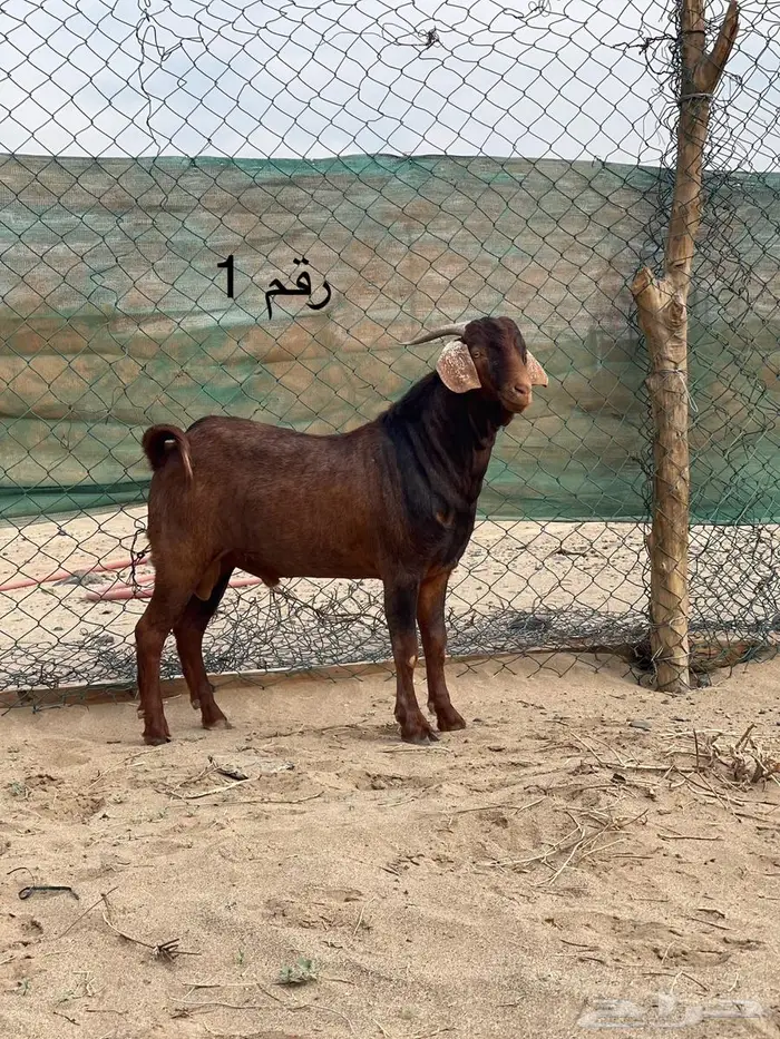 مشاريع فحول دهم فواخر اعمار 10 اشهر جاهزه للهداد 4