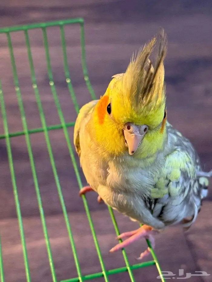 كروان كراوين كوكتيل 8