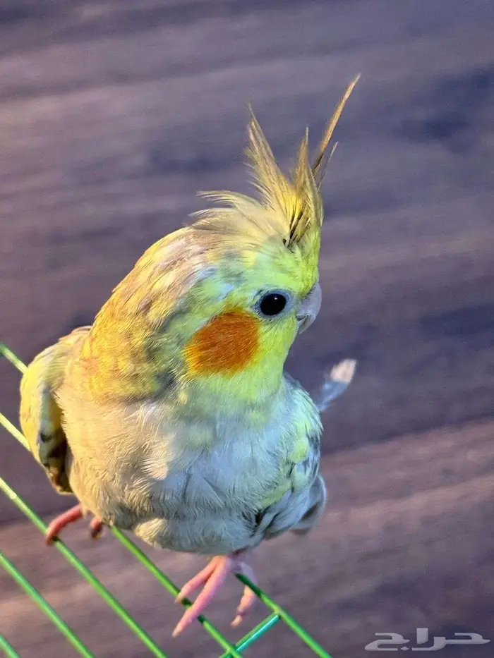 كروان كراوين كوكتيل 4