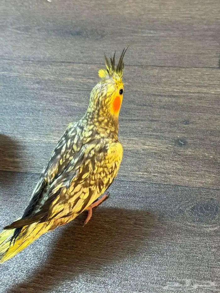 كروان كراوين كوكتيل 6