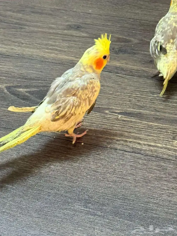 كروان كراوين كوكتيل 9