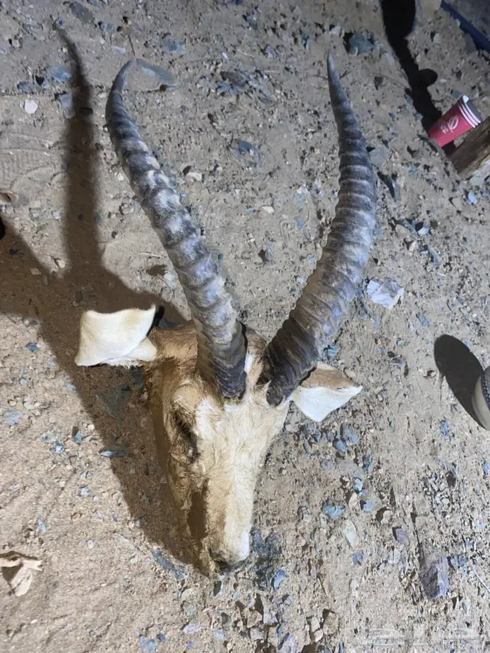 راس غزال ريم 0