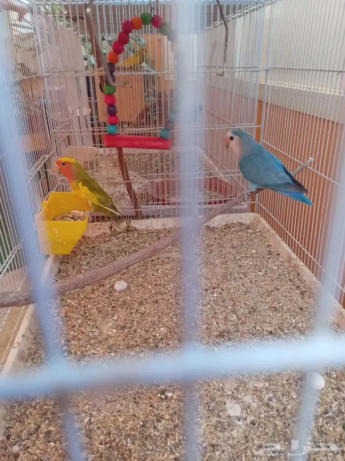 مجموعة طيور زينة للبيع 9