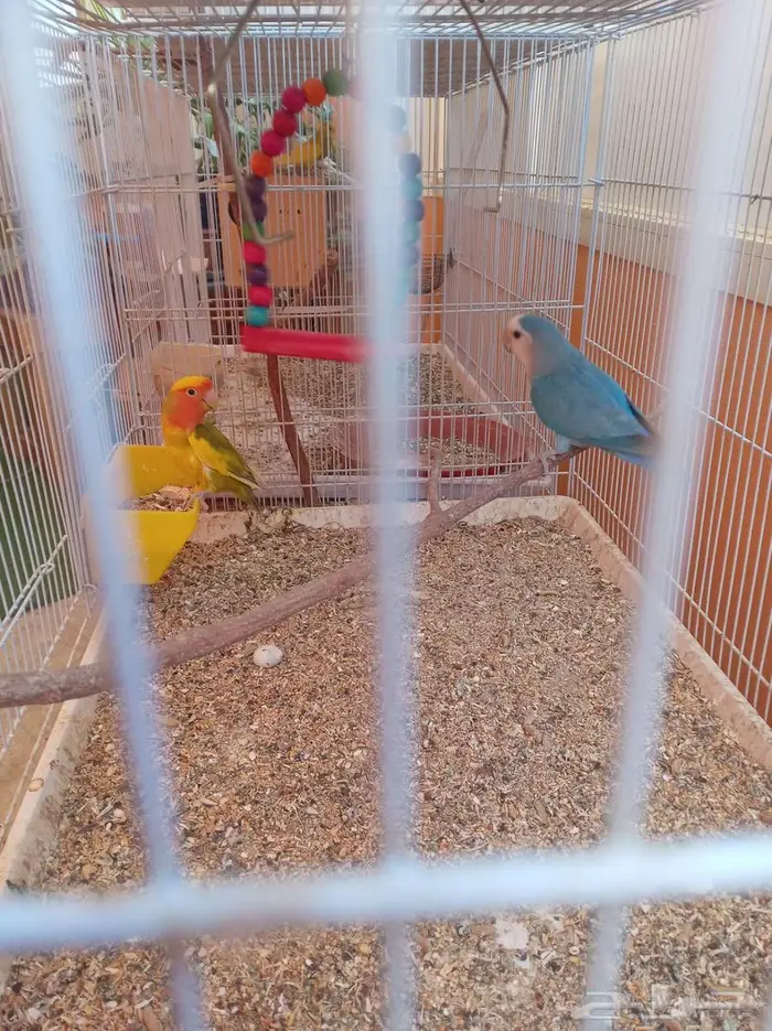 مجموعة طيور زينة للبيع 10