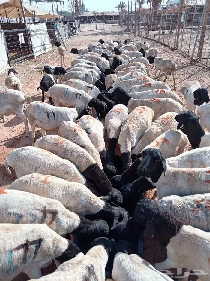 طليان برابر علي الشرط للبيع جملة 0