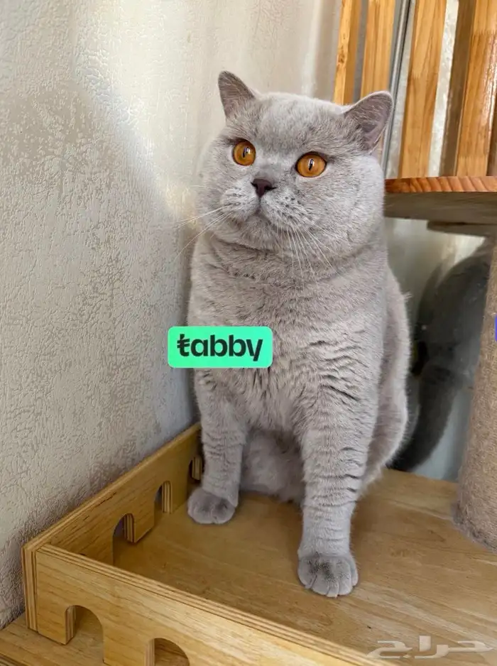 ذكر برتش ليلك مسجل ( للبيع ) 0