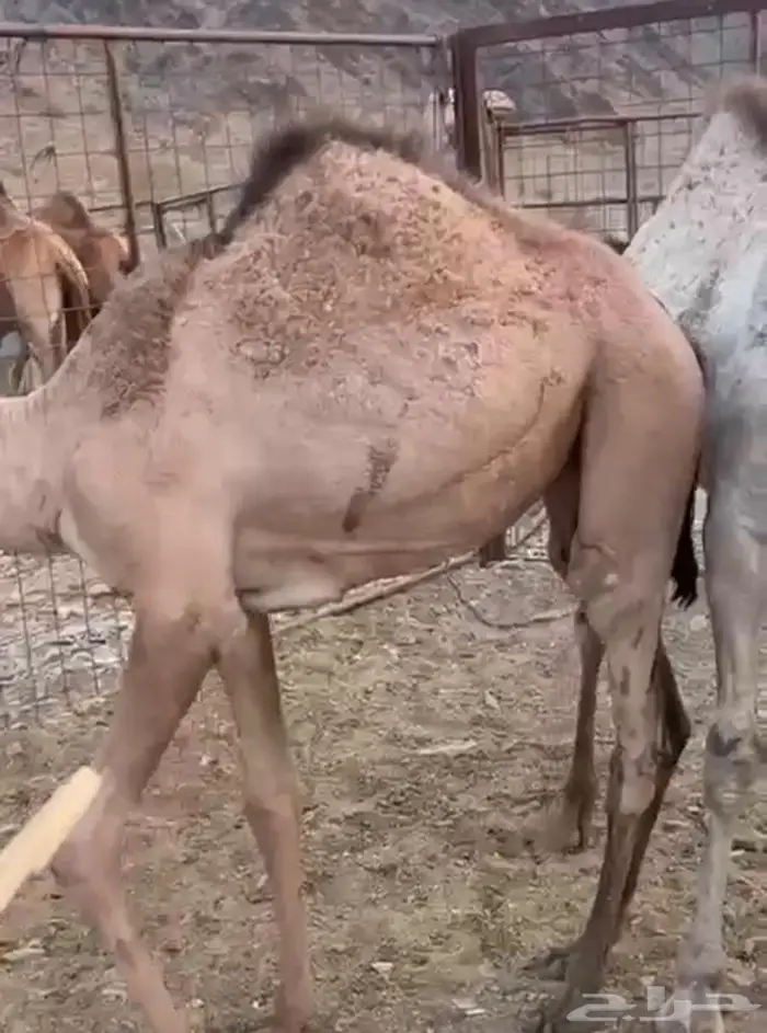 ابل قعود و بكره 0