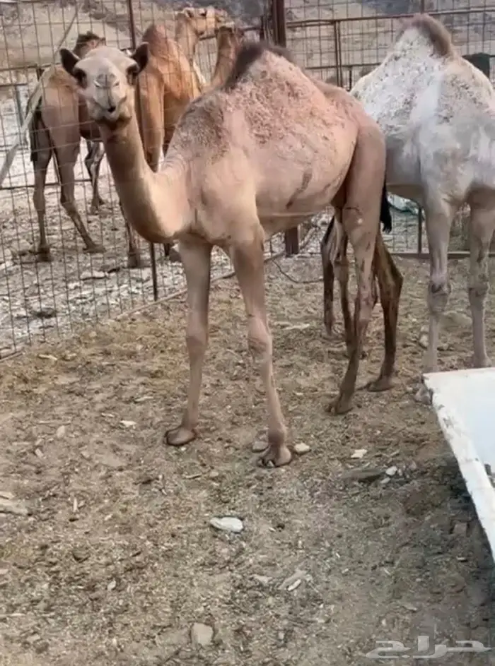 ابل قعود و بكره 2