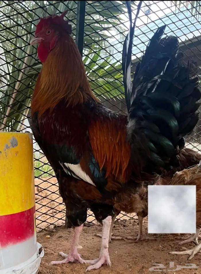 ديوك أحجام فاخرة جدا 0