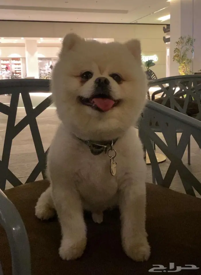 كلب بومرينيان بوبي أوكراني تدي فيس بيور 4