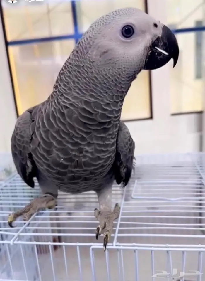 ببغاء فرخ للبيع بسعر ممتاز. 2700 هدد 0