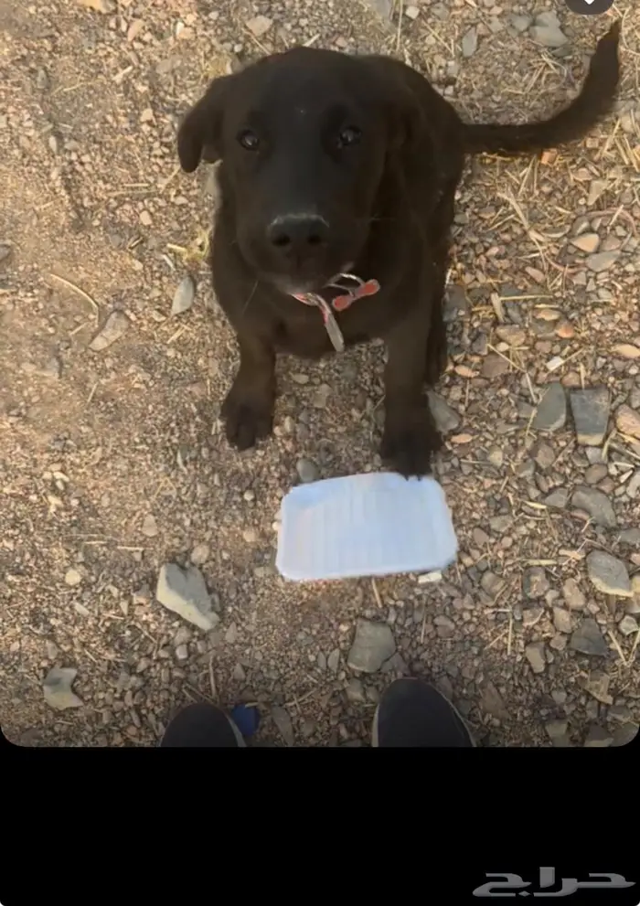 كلبة مفقوده مكافأه ماليه لمن يجدها 2