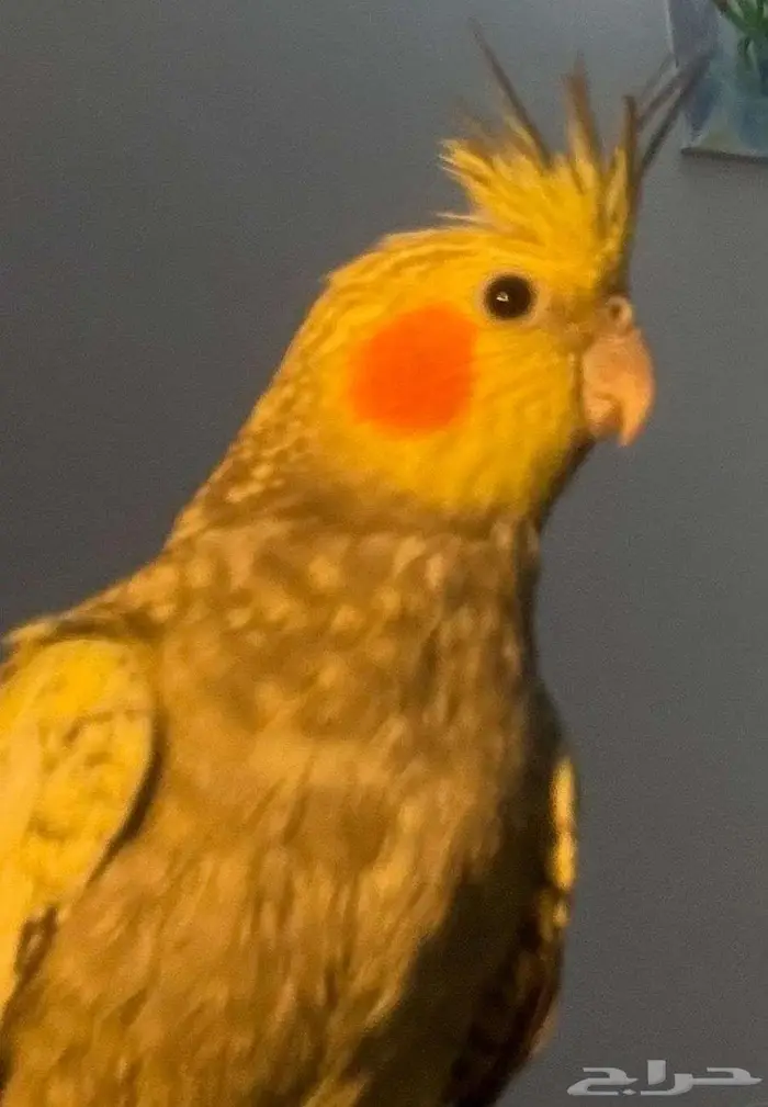 كروان كراوين كوكتيل 1