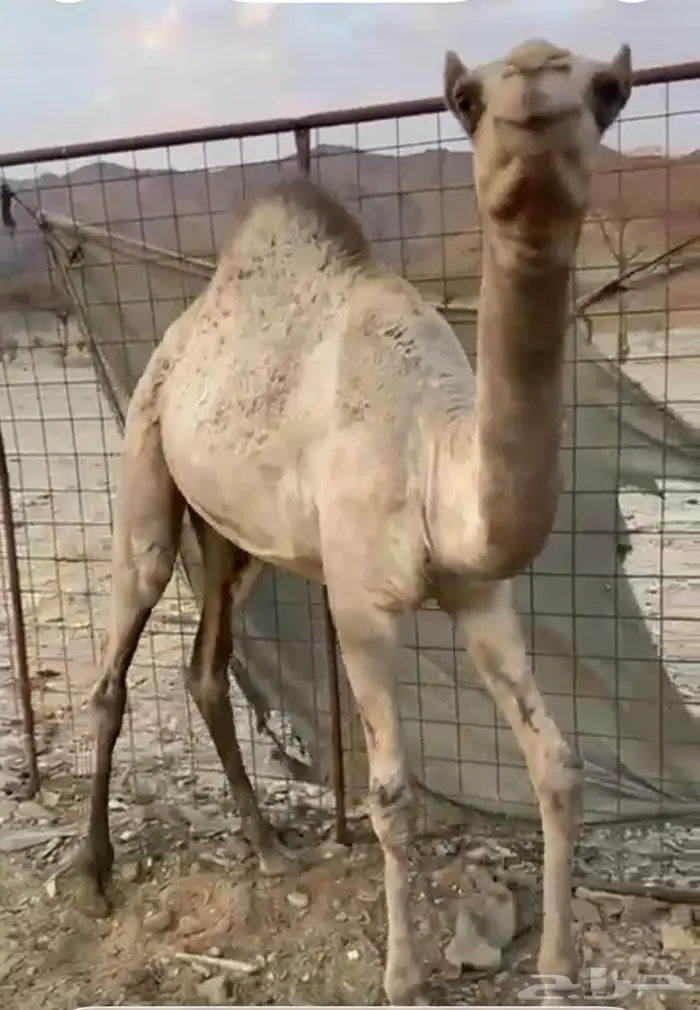 ابل قعود و بكره 1