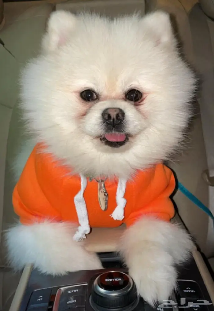 كلب بومرينيان بوبي أوكراني تدي فيس بيور 2