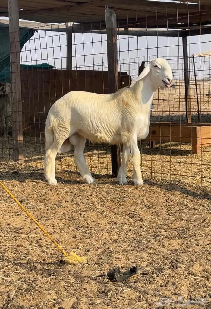 مشروع فحل صنف فاخر 3 0