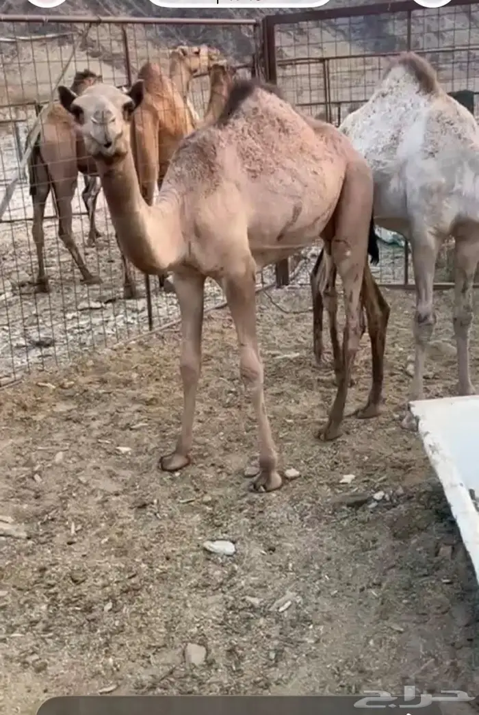 ابل قعود و بكره 3