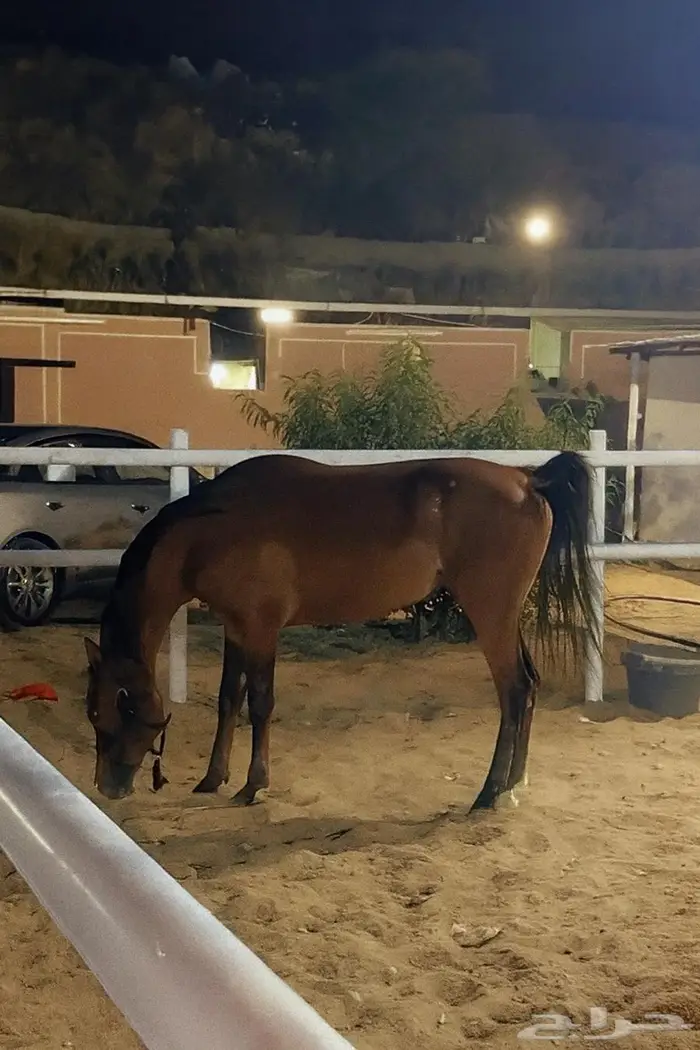 حصان واهو للبيع 0