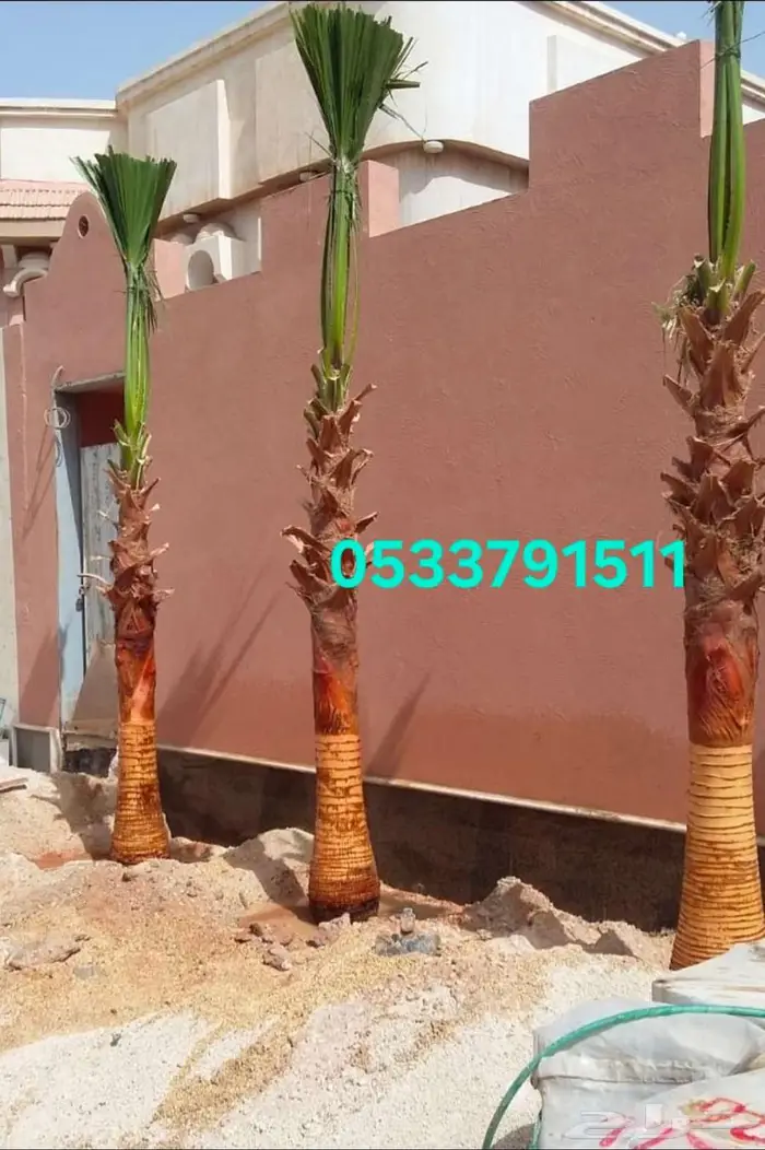 نخل واشنطني 0