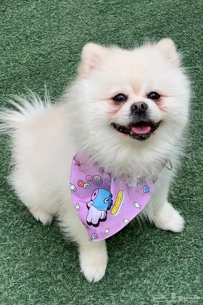 كلب بومرينيان بوبي أوكراني تدي فيس بيور 0