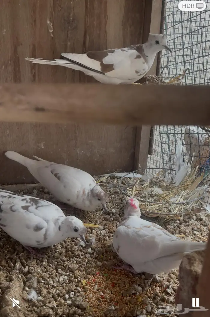 للبيع حمام اليمام هولندي 1