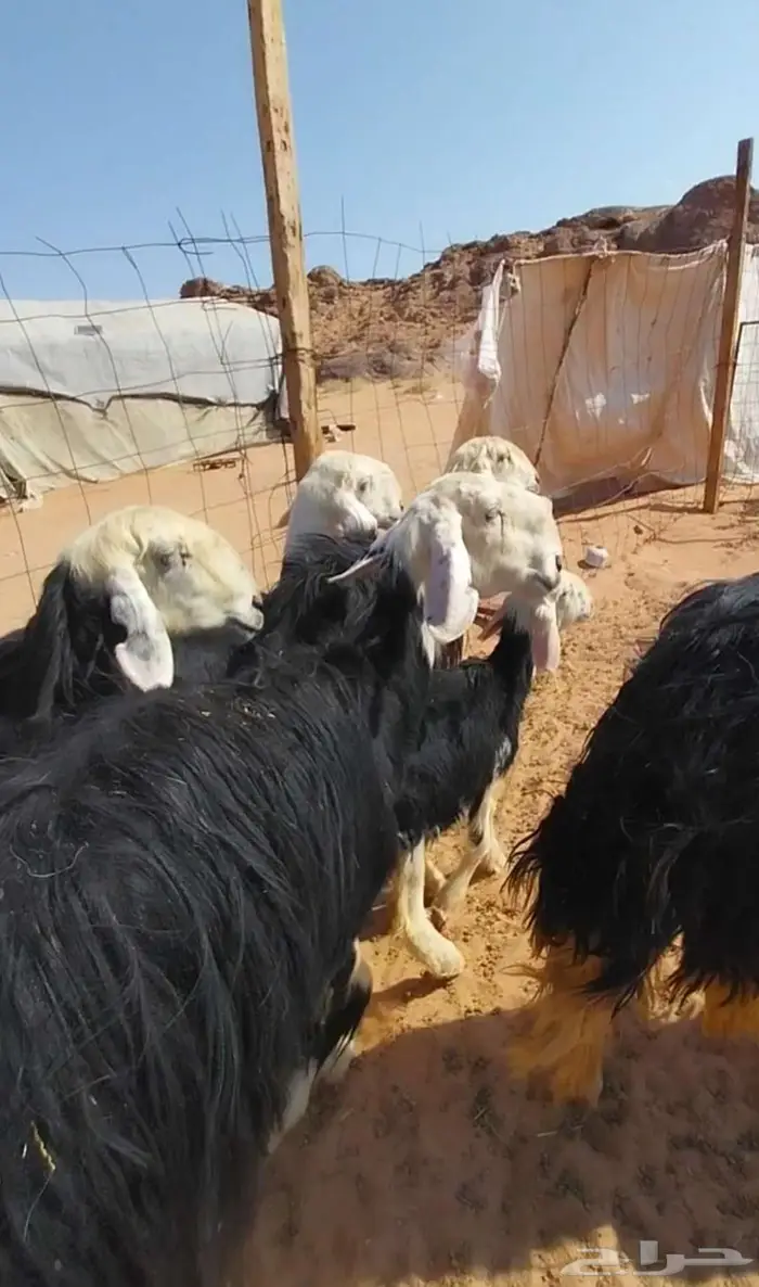 شياه نجد صنف متابيع ومضاريع 5