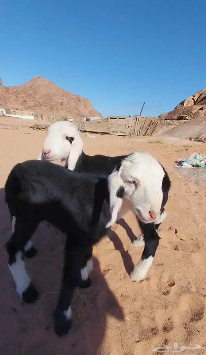 شياه نجد صنف متابيع ومضاريع 6