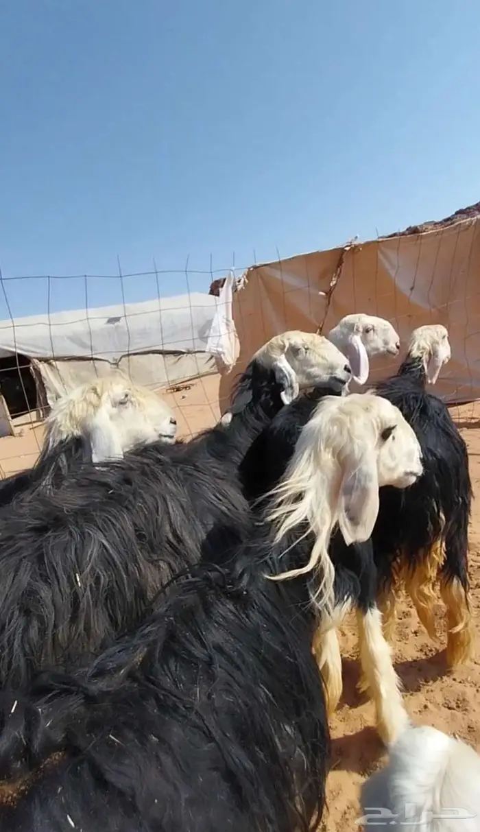 شياه نجد صنف متابيع ومضاريع 0